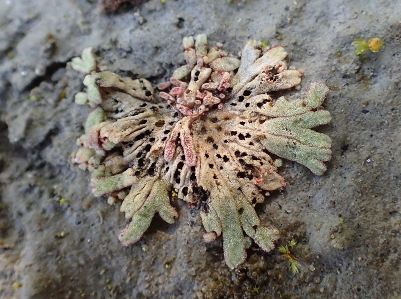 Riccia frostii